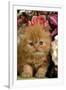 Domestic Cat, Persian, ginger kitten amongst flowers-Angela Hampton-Framed Photographic Print