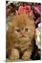 Domestic Cat, Persian, ginger kitten amongst flowers-Angela Hampton-Mounted Photographic Print