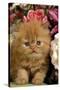 Domestic Cat, Persian, ginger kitten amongst flowers-Angela Hampton-Stretched Canvas