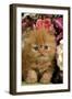 Domestic Cat, Persian, ginger kitten amongst flowers-Angela Hampton-Framed Photographic Print