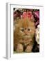 Domestic Cat, Persian, ginger kitten amongst flowers-Angela Hampton-Framed Photographic Print