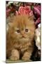 Domestic Cat, Persian, ginger kitten amongst flowers-Angela Hampton-Mounted Photographic Print