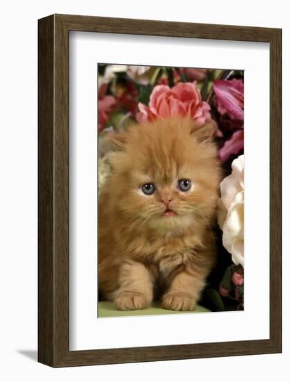 Domestic Cat, Persian, ginger kitten amongst flowers-Angela Hampton-Framed Photographic Print