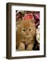 Domestic Cat, Persian, ginger kitten amongst flowers-Angela Hampton-Framed Photographic Print