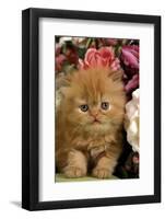 Domestic Cat, Persian, ginger kitten amongst flowers-Angela Hampton-Framed Photographic Print