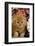Domestic Cat, Persian, ginger kitten amongst flowers-Angela Hampton-Framed Photographic Print