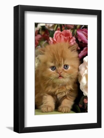 Domestic Cat, Persian, ginger kitten amongst flowers-Angela Hampton-Framed Photographic Print