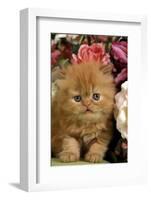 Domestic Cat, Persian, ginger kitten amongst flowers-Angela Hampton-Framed Photographic Print