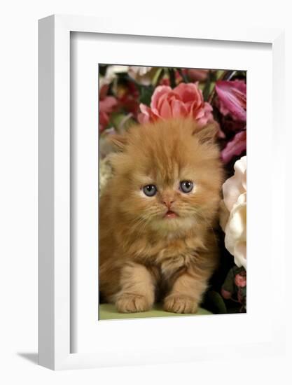 Domestic Cat, Persian, ginger kitten amongst flowers-Angela Hampton-Framed Photographic Print