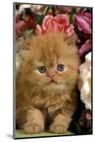 Domestic Cat, Persian, ginger kitten amongst flowers-Angela Hampton-Mounted Photographic Print