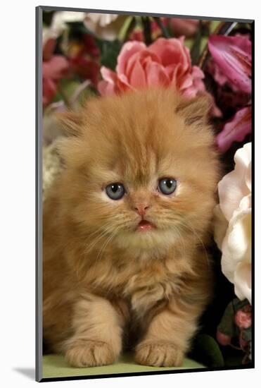 Domestic Cat, Persian, ginger kitten amongst flowers-Angela Hampton-Mounted Photographic Print