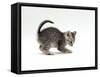 Domestic Cat, Playful 7-Week Silver Spotted Kitten-Jane Burton-Framed Stretched Canvas