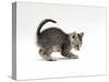 Domestic Cat, Playful 7-Week Silver Spotted Kitten-Jane Burton-Stretched Canvas