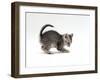 Domestic Cat, Playful 7-Week Silver Spotted Kitten-Jane Burton-Framed Photographic Print