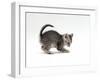 Domestic Cat, Playful 7-Week Silver Spotted Kitten-Jane Burton-Framed Photographic Print