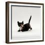 Domestic Cat, Playful Tortoiseshell Kitten-Jane Burton-Framed Photographic Print