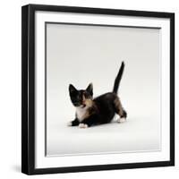 Domestic Cat, Playful Tortoiseshell Kitten-Jane Burton-Framed Photographic Print