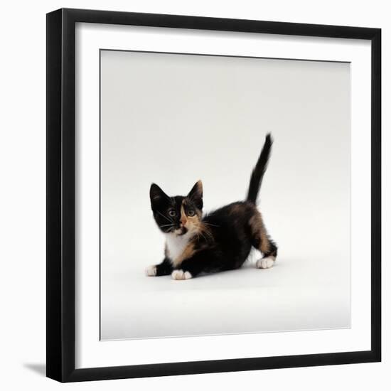 Domestic Cat, Playful Tortoiseshell Kitten-Jane Burton-Framed Photographic Print