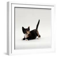 Domestic Cat, Playful Tortoiseshell Kitten-Jane Burton-Framed Photographic Print