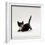 Domestic Cat, Playful Tortoiseshell Kitten-Jane Burton-Framed Photographic Print