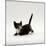 Domestic Cat, Playful Tortoiseshell Kitten-Jane Burton-Mounted Photographic Print