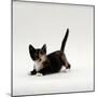 Domestic Cat, Playful Tortoiseshell Kitten-Jane Burton-Mounted Photographic Print