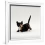 Domestic Cat, Playful Tortoiseshell Kitten-Jane Burton-Framed Photographic Print