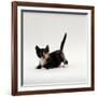 Domestic Cat, Playful Tortoiseshell Kitten-Jane Burton-Framed Photographic Print