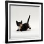 Domestic Cat, Playful Tortoiseshell Kitten-Jane Burton-Framed Photographic Print