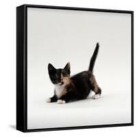 Domestic Cat, Playful Tortoiseshell Kitten-Jane Burton-Framed Stretched Canvas