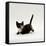 Domestic Cat, Playful Tortoiseshell Kitten-Jane Burton-Framed Stretched Canvas