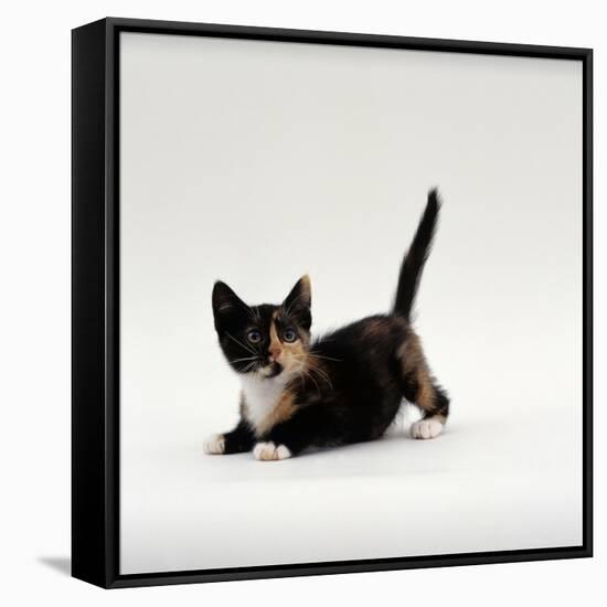 Domestic Cat, Playful Tortoiseshell Kitten-Jane Burton-Framed Stretched Canvas