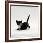 Domestic Cat, Playful Tortoiseshell Kitten-Jane Burton-Framed Photographic Print