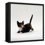 Domestic Cat, Playful Tortoiseshell Kitten-Jane Burton-Framed Stretched Canvas