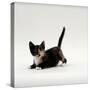 Domestic Cat, Playful Tortoiseshell Kitten-Jane Burton-Stretched Canvas