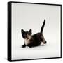 Domestic Cat, Playful Tortoiseshell Kitten-Jane Burton-Framed Stretched Canvas