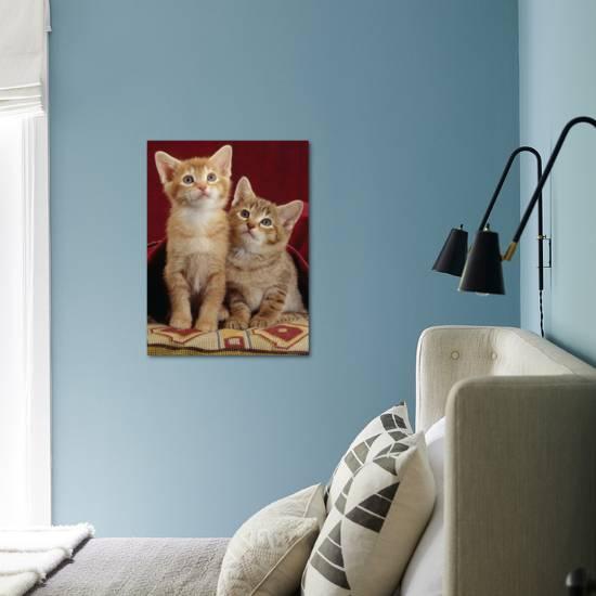Domestic Cat Portrait Of Ginger And Spotted Tabby Kittens Under Red Velours Curtain Photographic Print Jane Burton Allposters Com Domestic Cat Portrait Of Ginger And Spotted Tabby Kittens Under Red Velours Curtain Photographic Print Jane Burton Allposters Com
