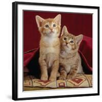 Domestic Cat, Portrait of Ginger and Spotted-Tabby Kittens Under Red Velours Curtain-Jane Burton-Framed Photographic Print