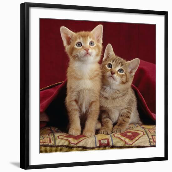 Domestic Cat, Portrait of Ginger and Spotted-Tabby Kittens Under Red Velours Curtain-Jane Burton-Framed Photographic Print