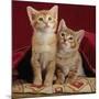 Domestic Cat, Portrait of Ginger and Spotted-Tabby Kittens Under Red Velours Curtain-Jane Burton-Mounted Photographic Print