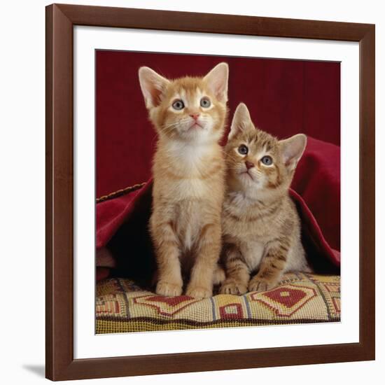 Domestic Cat, Portrait of Ginger and Spotted-Tabby Kittens Under Red Velours Curtain-Jane Burton-Framed Photographic Print