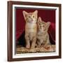 Domestic Cat, Portrait of Ginger and Spotted-Tabby Kittens Under Red Velours Curtain-Jane Burton-Framed Photographic Print