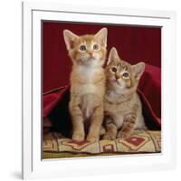 Domestic Cat, Portrait of Ginger and Spotted-Tabby Kittens Under Red Velours Curtain-Jane Burton-Framed Photographic Print