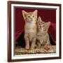 Domestic Cat, Portrait of Ginger and Spotted-Tabby Kittens Under Red Velours Curtain-Jane Burton-Framed Photographic Print