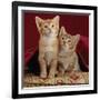 Domestic Cat, Portrait of Ginger and Spotted-Tabby Kittens Under Red Velours Curtain-Jane Burton-Framed Photographic Print