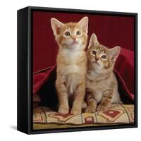 Domestic Cat, Portrait of Ginger and Spotted-Tabby Kittens Under Red Velours Curtain-Jane Burton-Framed Stretched Canvas