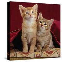 Domestic Cat, Portrait of Ginger and Spotted-Tabby Kittens Under Red Velours Curtain-Jane Burton-Stretched Canvas