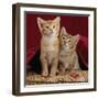 Domestic Cat, Portrait of Ginger and Spotted-Tabby Kittens Under Red Velours Curtain-Jane Burton-Framed Premium Photographic Print