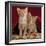 Domestic Cat, Portrait of Ginger and Spotted-Tabby Kittens Under Red Velours Curtain-Jane Burton-Framed Premium Photographic Print