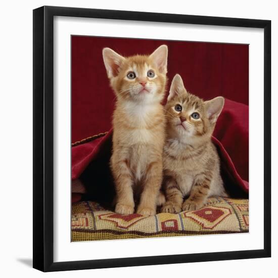 Domestic Cat, Portrait of Ginger and Spotted-Tabby Kittens Under Red Velours Curtain-Jane Burton-Framed Premium Photographic Print